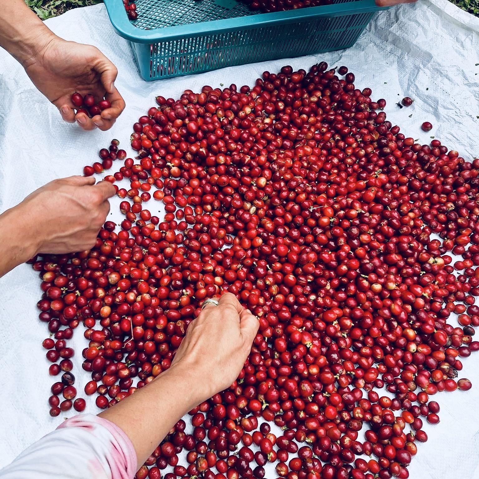 découverte du café de spécialité thaïlandais