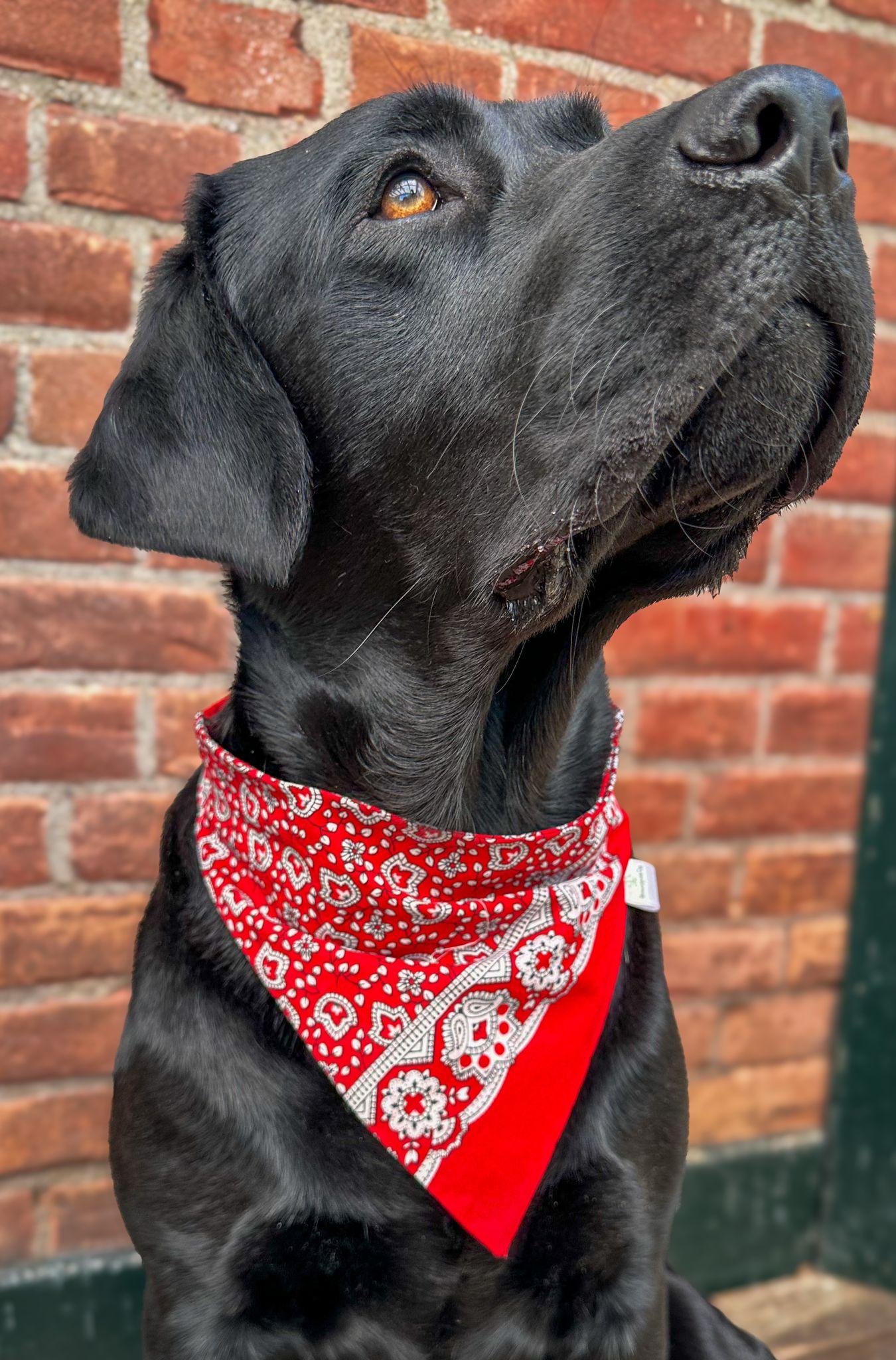 Bandana