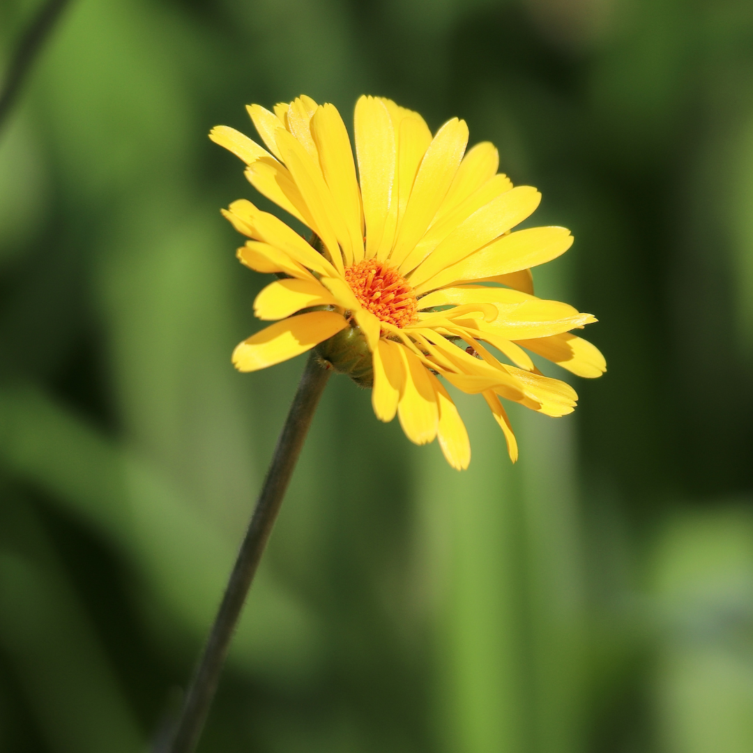 calendula