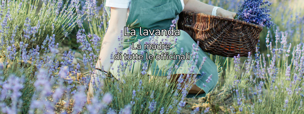 lavanda, elicriso, rosmarino, sali aromatizzati, olio EVO, oli essenziali, acque aromatiche, idrolati, profumatori, biscotti alla lavanda, biscotti all'elicriso, tisane e confezioni regalo per lei, box regalo
