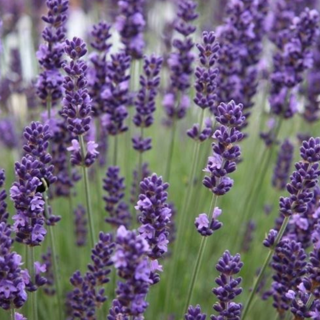 💜 Lavandula Angustifolia