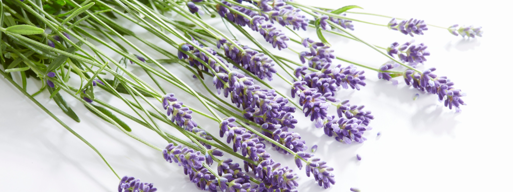 lavanda alimentare e non alimentare