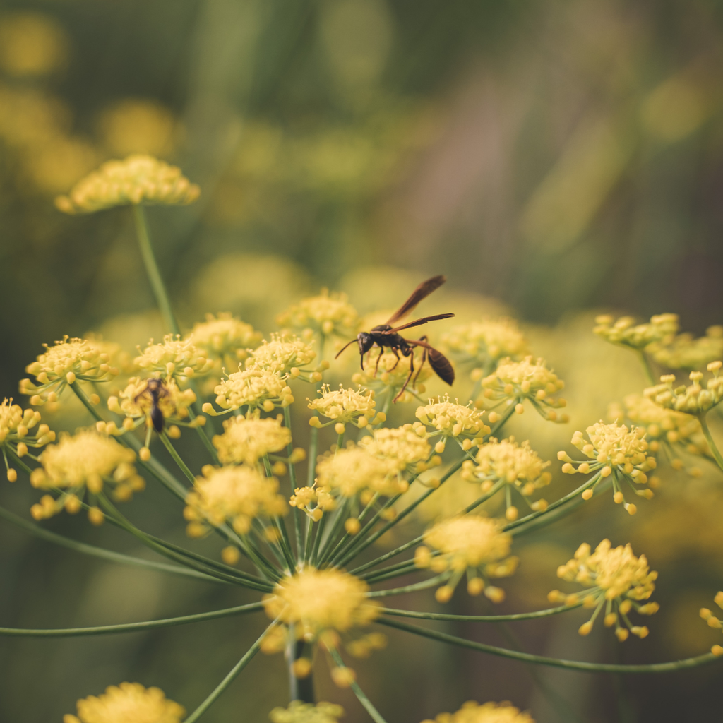 finocchietto selvatico