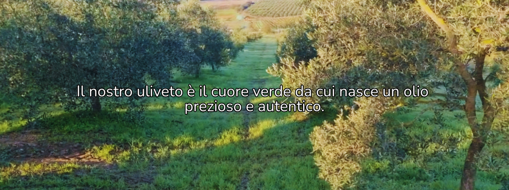 Il nostro uliveto produce olio extravergine d'oliva