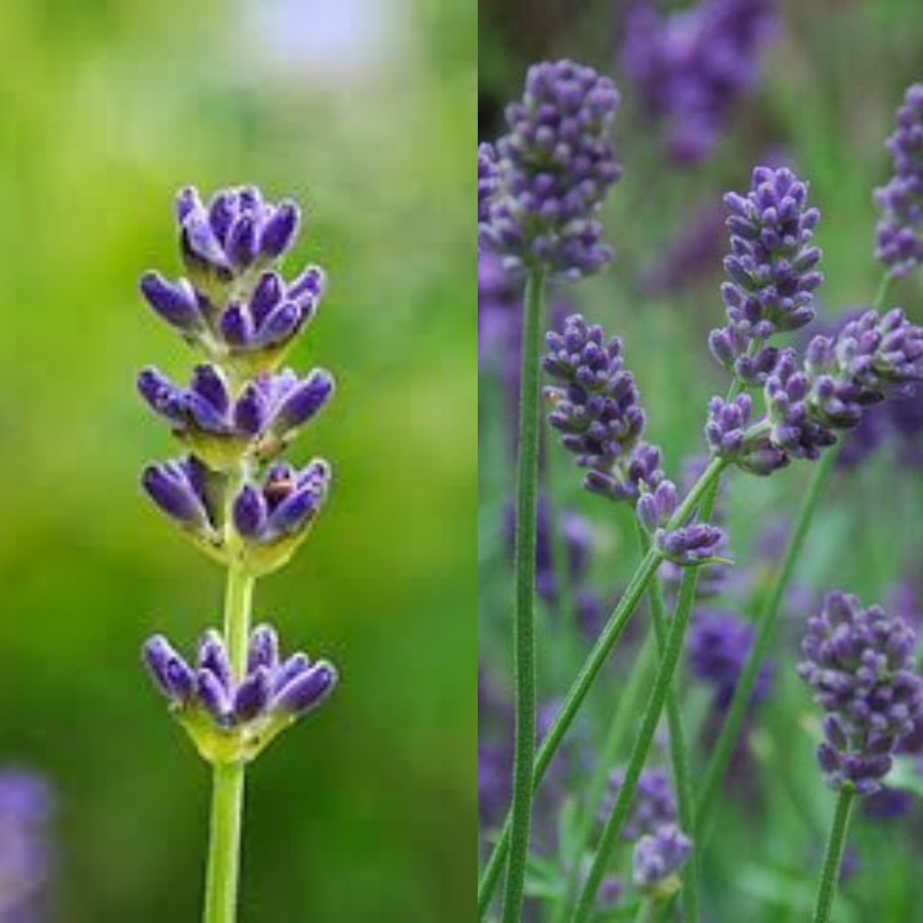 Lavandula Latifoglia e Hybrida