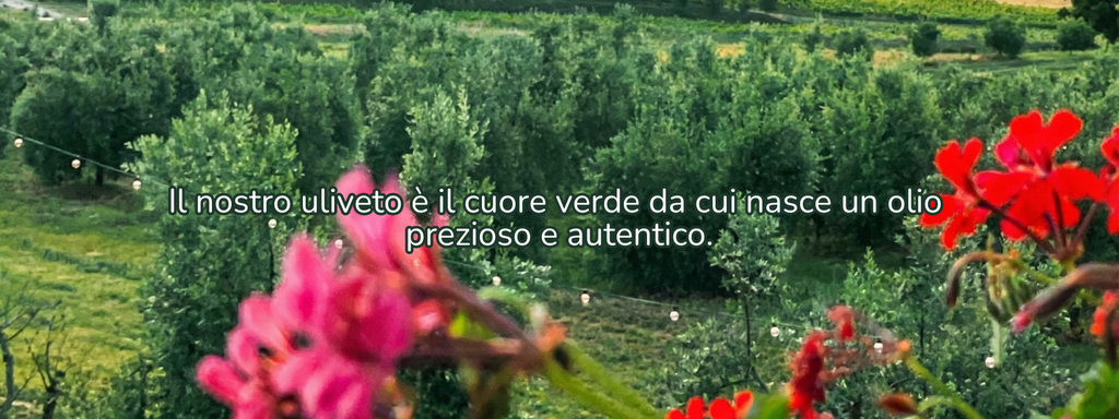 Il nostro uliveto produce olio extravergine d'oliva