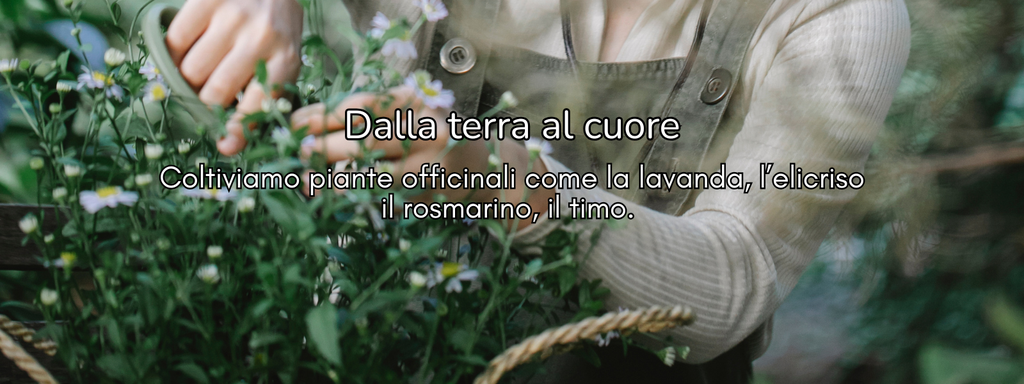 Dalla terra al cuore
Coltiviamo piante officinali come la lavanda, l’elicriso il rosmarino, il timo. 