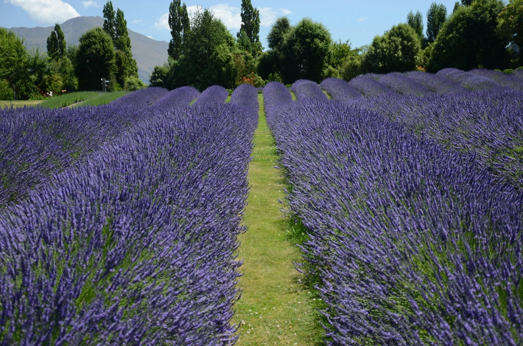 campo di lavanda