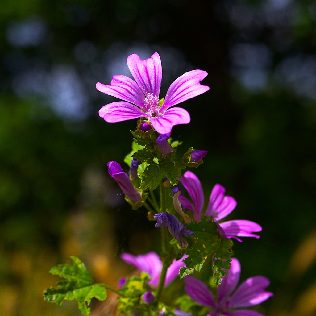 malva pianta