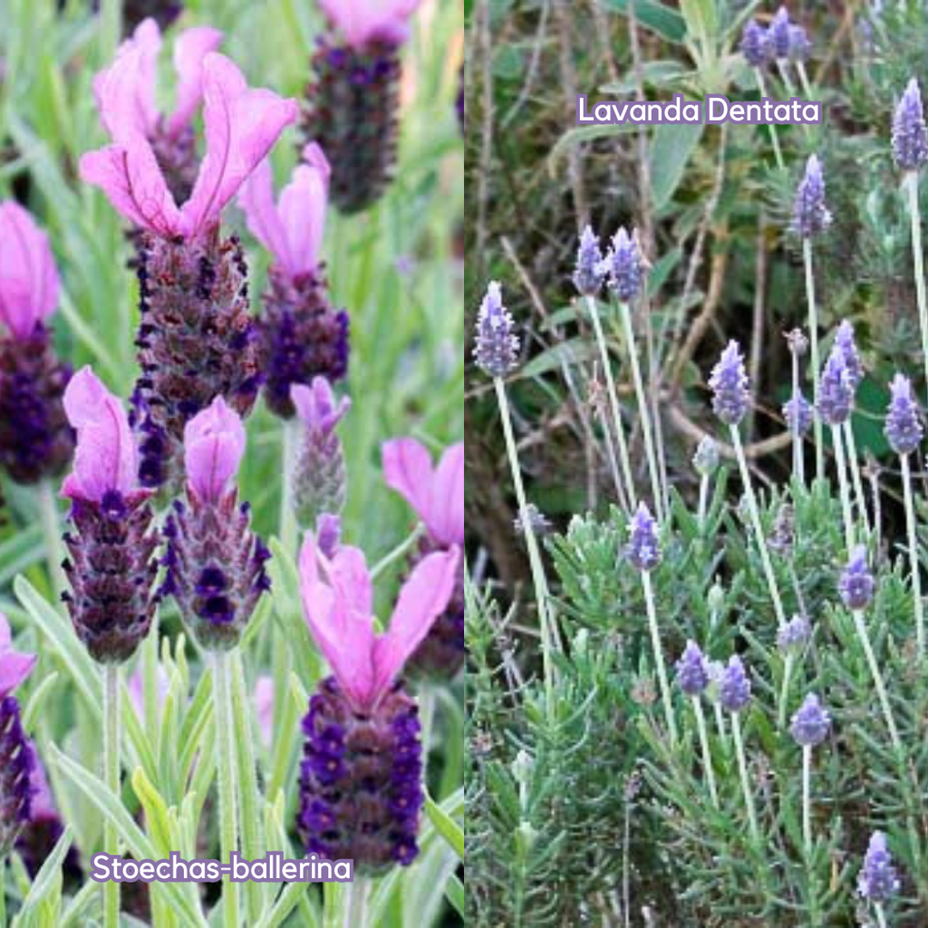 Lavandula Stoechas e Dentata