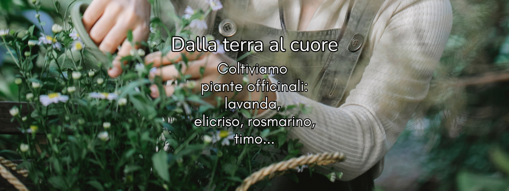 lavanda, elicriso, rosmarino, sali aromatizzati, olio EVO, oli essenziali, acque aromatiche, idrolati, profumatori, biscotti alla lavanda, biscotti all'elicriso, tisane e confezioni regalo per lei, box regalo