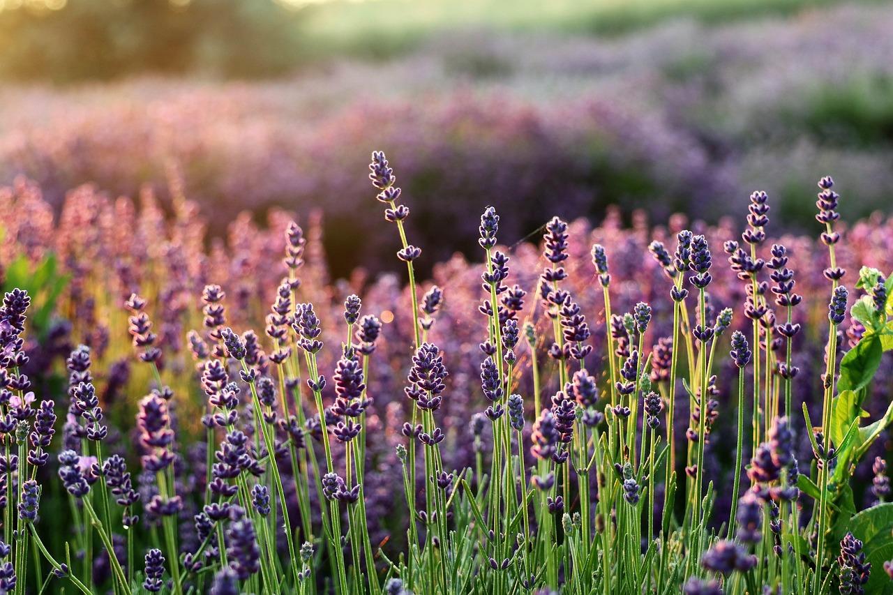 Campos de lavanda en la Provenza francesa. Fragancias de Grasse. Lujo consciente. Naturaleza.