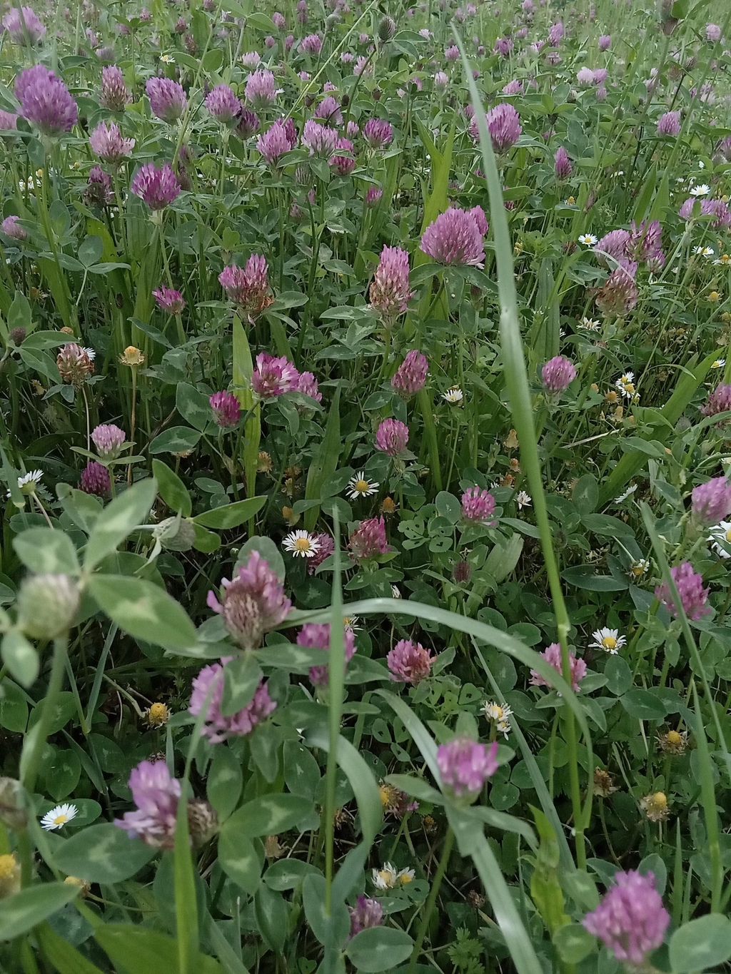 Comme une immersion parmi les plantes bienfaitrices...