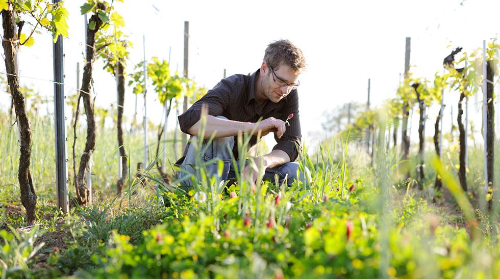 Foto zeigt den Winzer Christian Weiss vom Bioweingut Weiss in Gols in seinen Weinbergen bei der Herstellung von histaminfreien Weinen