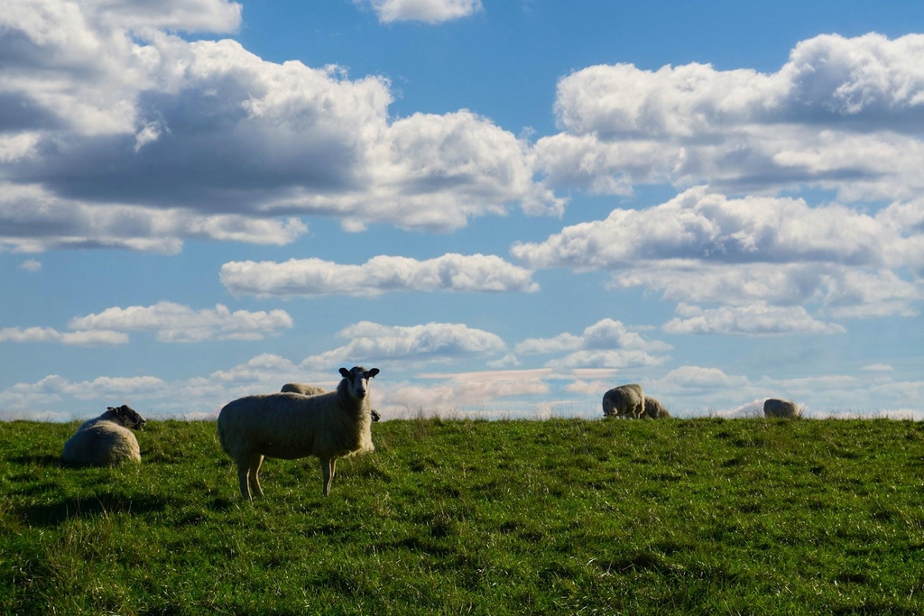 La campagne anglaise parsemée de moutons, Photo par Elise Vermeer / Unsplash