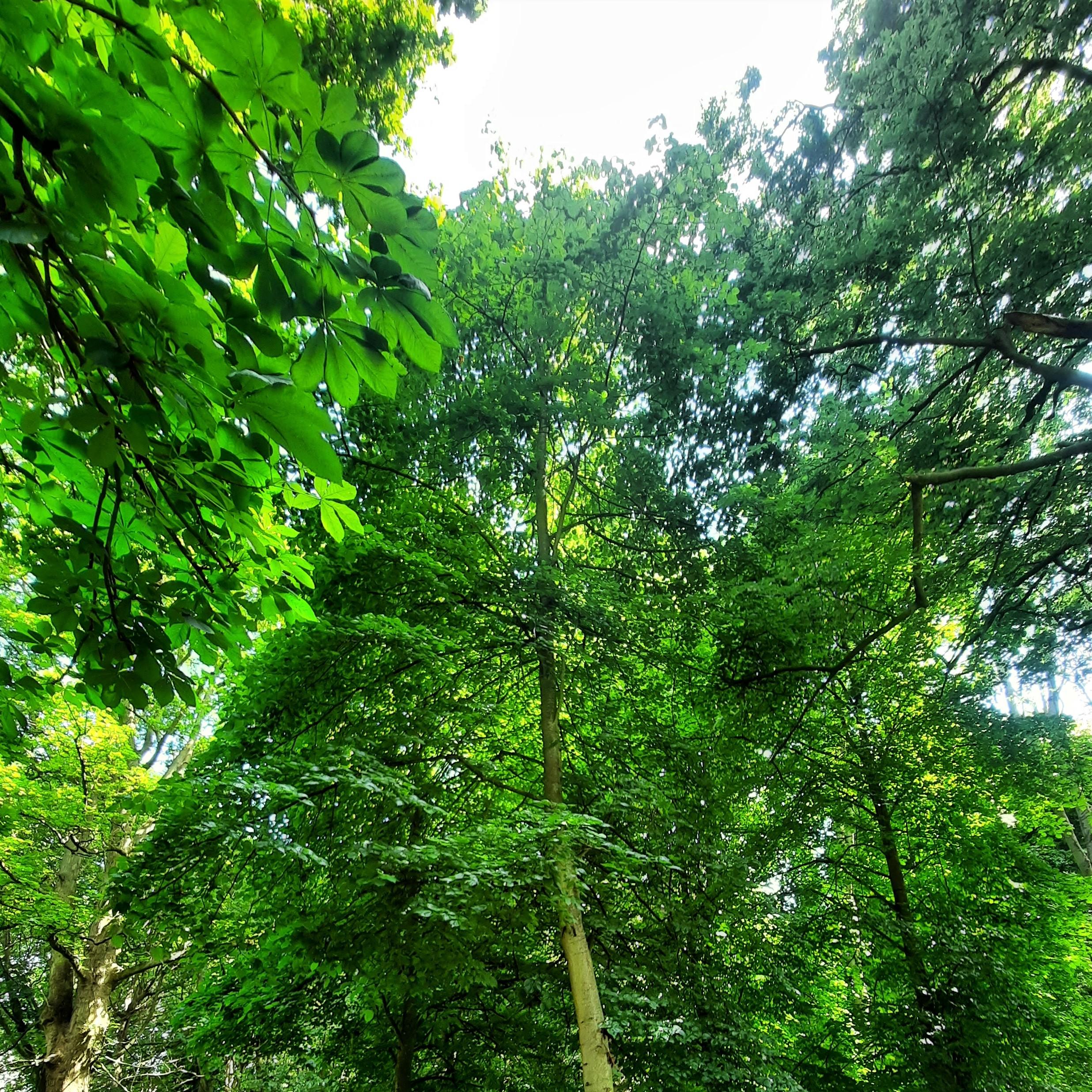 A native Irish tree, wych elm, pictured in the Phoenix Park, Dublin Ireland.
Inspiration for the Family Tree collection of jewellery.