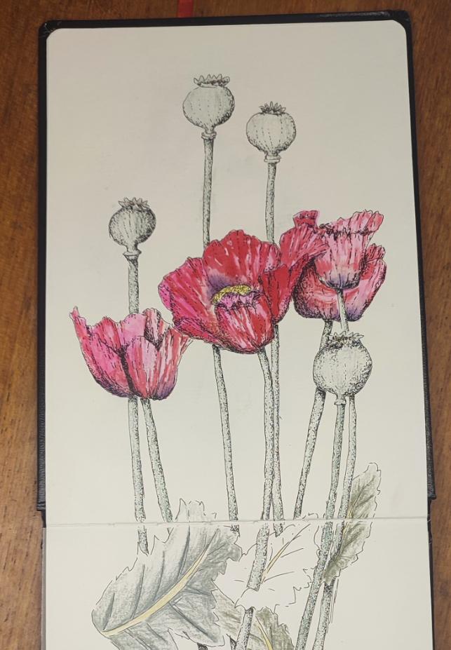 poppies in pen and ink with watercolour