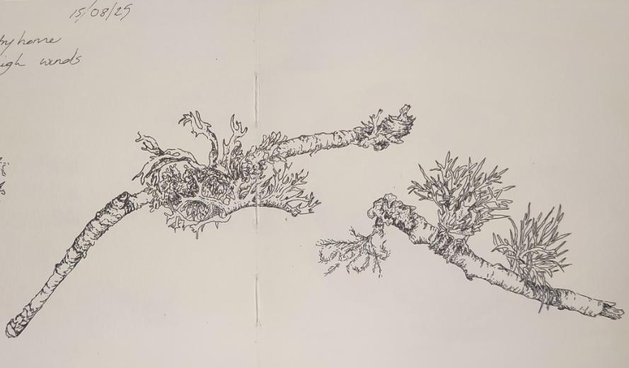 Sketches of lichen in pen and ink