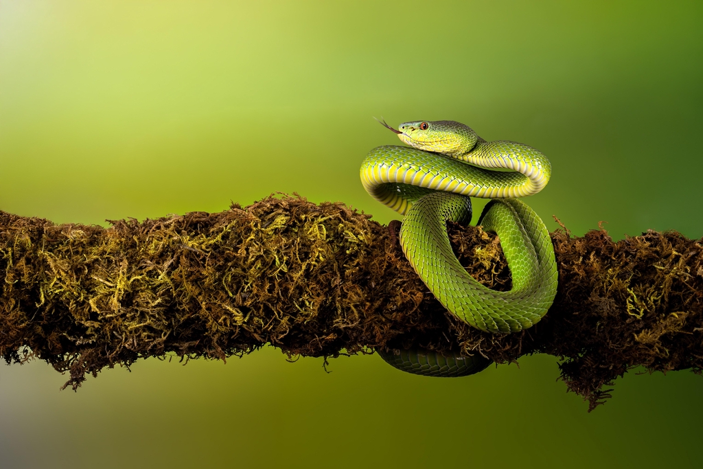 banner_image