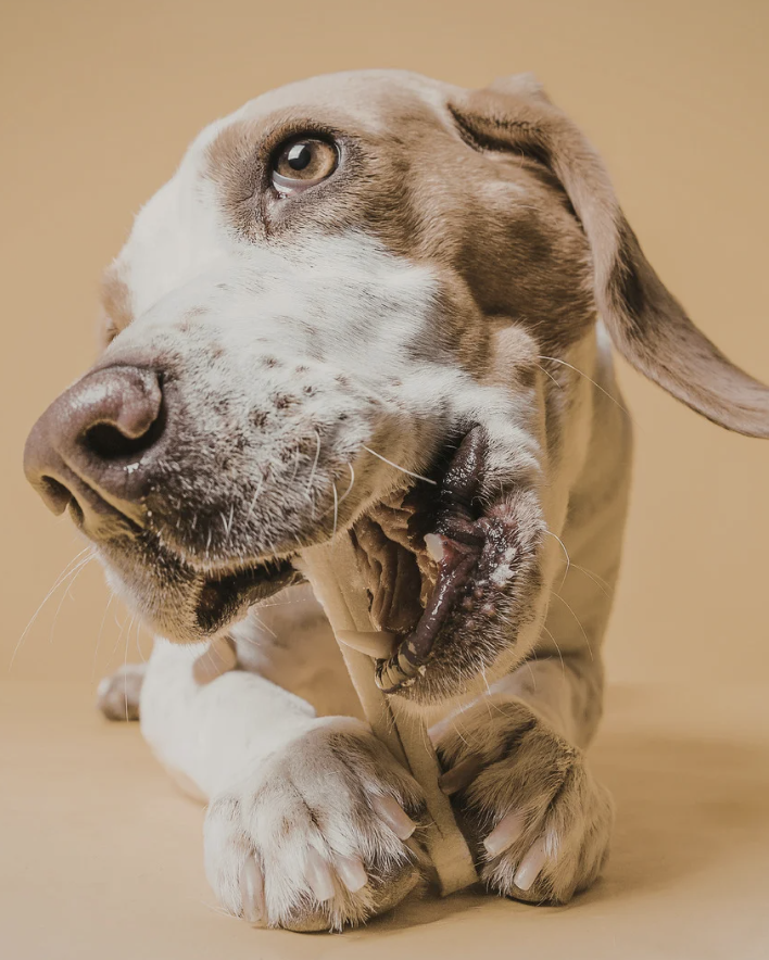Hund kaut Knochen