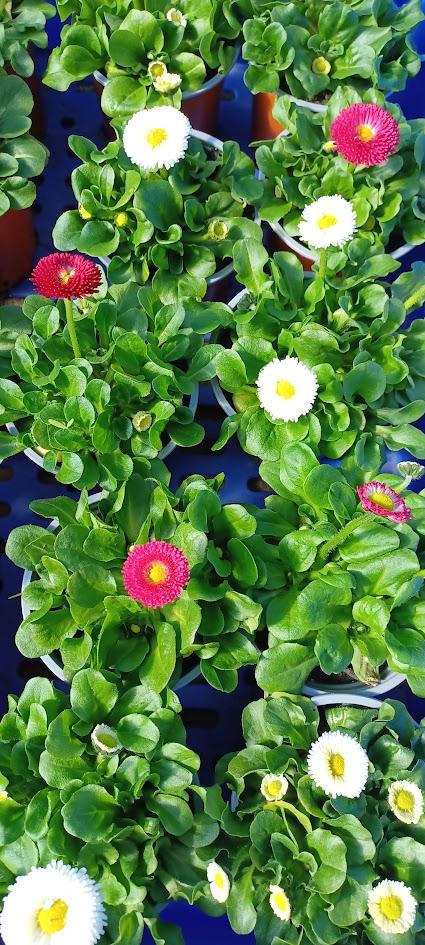 Spring and Autumn plants