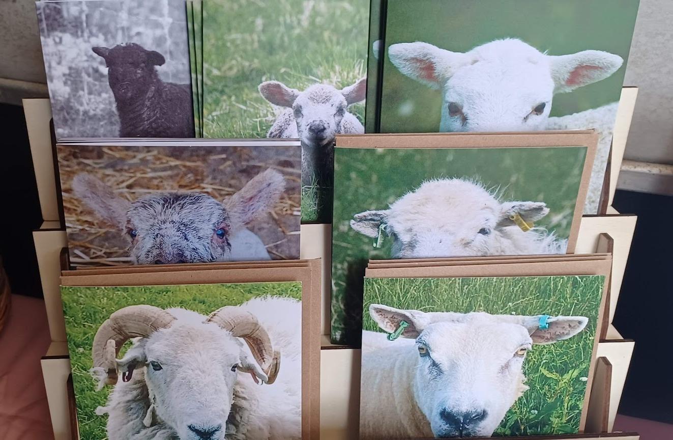 Greeting cards Sheep