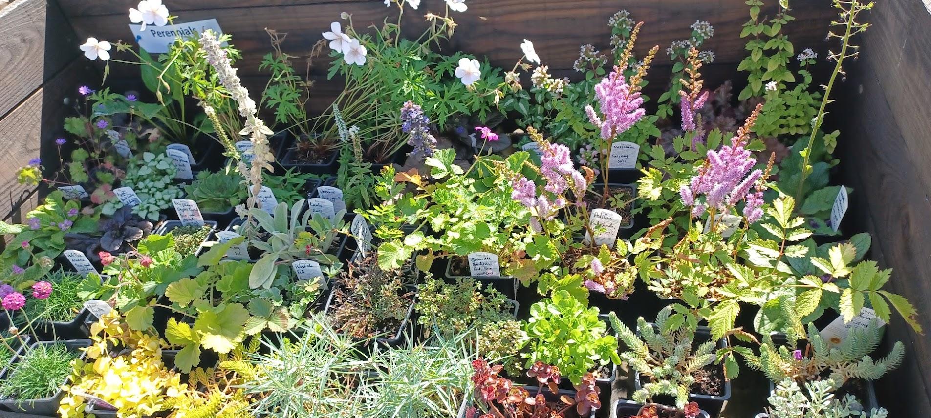 Perennials