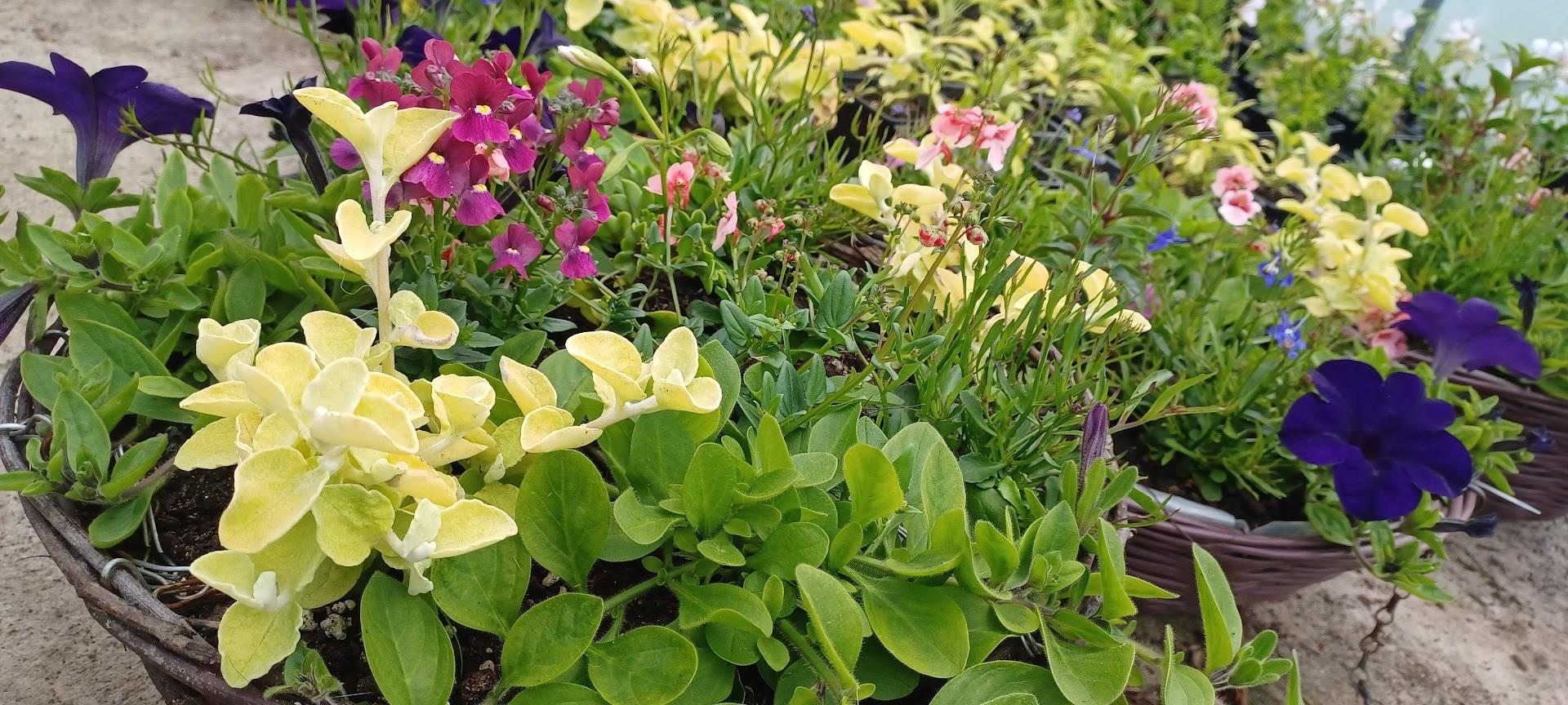 Summer bedding and basket