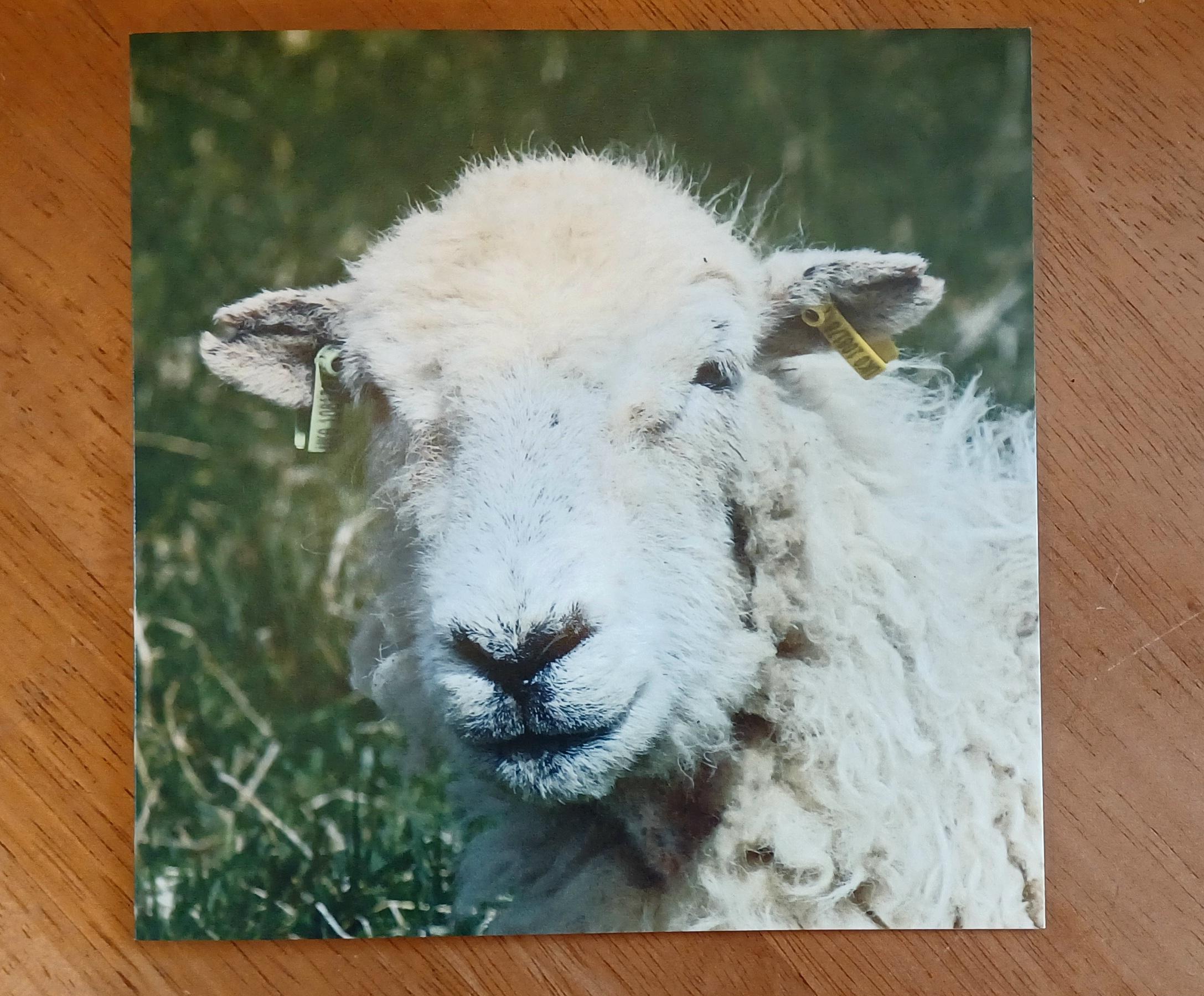 Greeting cards Sheep