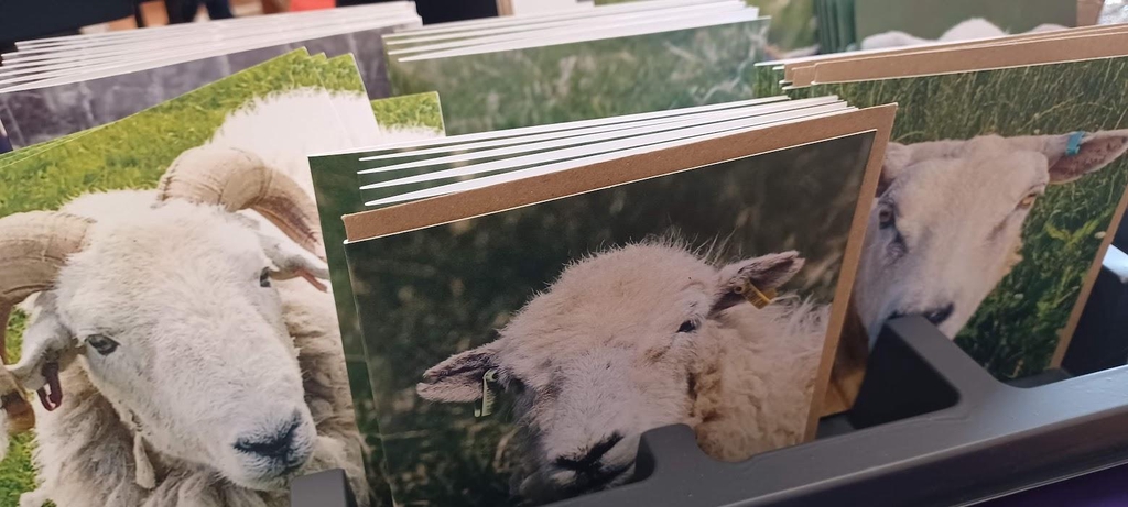 Sheep greetings cards