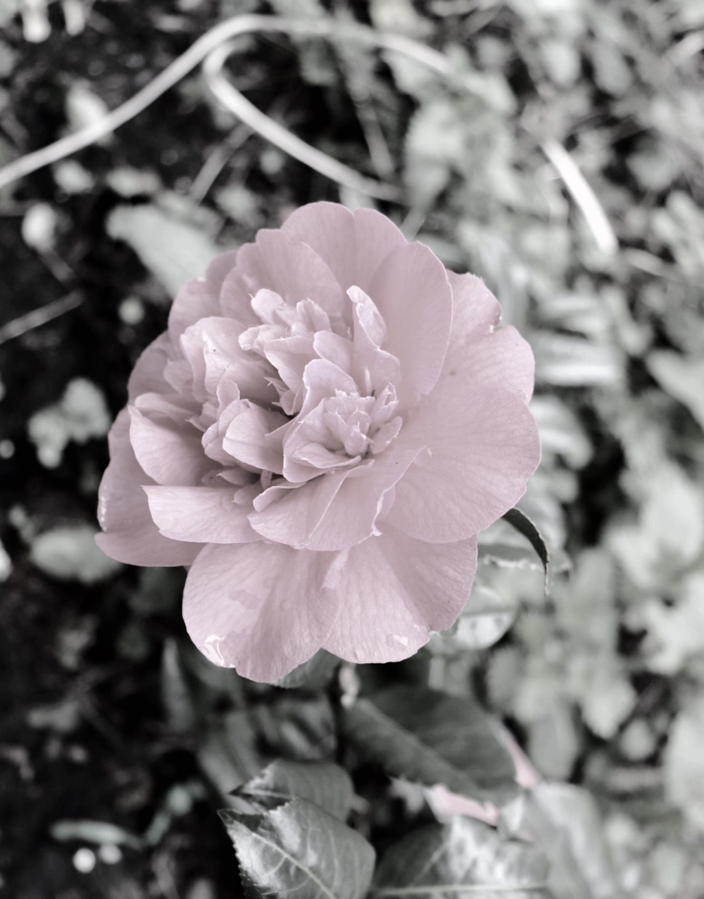 banner_image