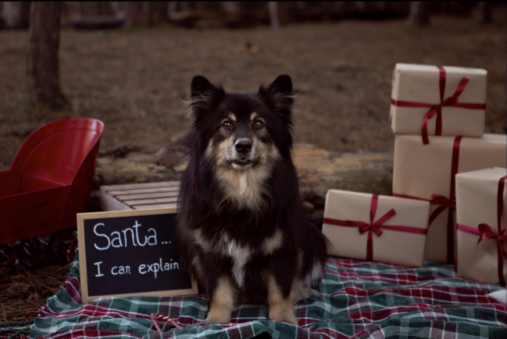 Seasonal mini shoots for families in Liverpool and the north west. Pumpkin Picking photoshoot christmas photoshoot winter photoshoot summer photoshoot  