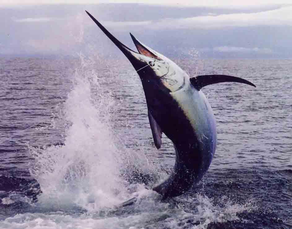 Poisson Bo Kay