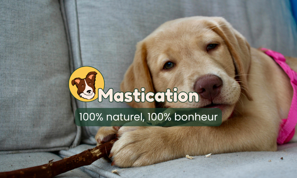 Mastication pour chiens toucanin.fr par respectdogs toulouse