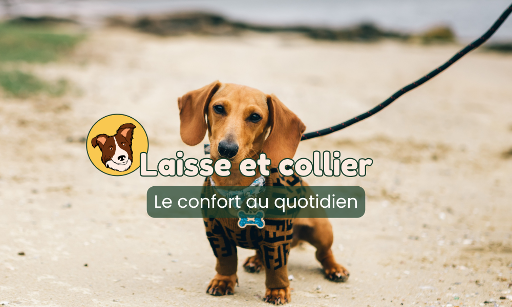 Laisse et collier pour chiens toucanin.fr par respectdogs toulouse