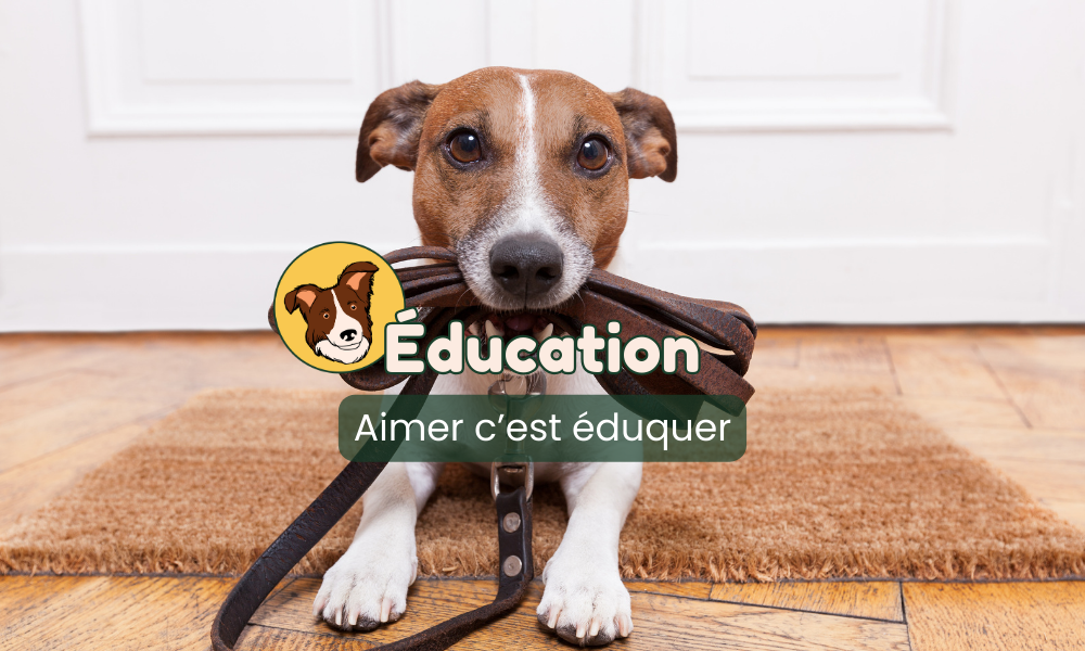 éducation pour chiens toucanin.fr par respectdogs toulouse