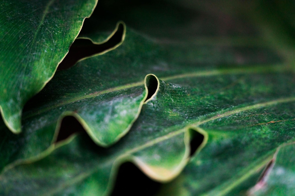 banner_image