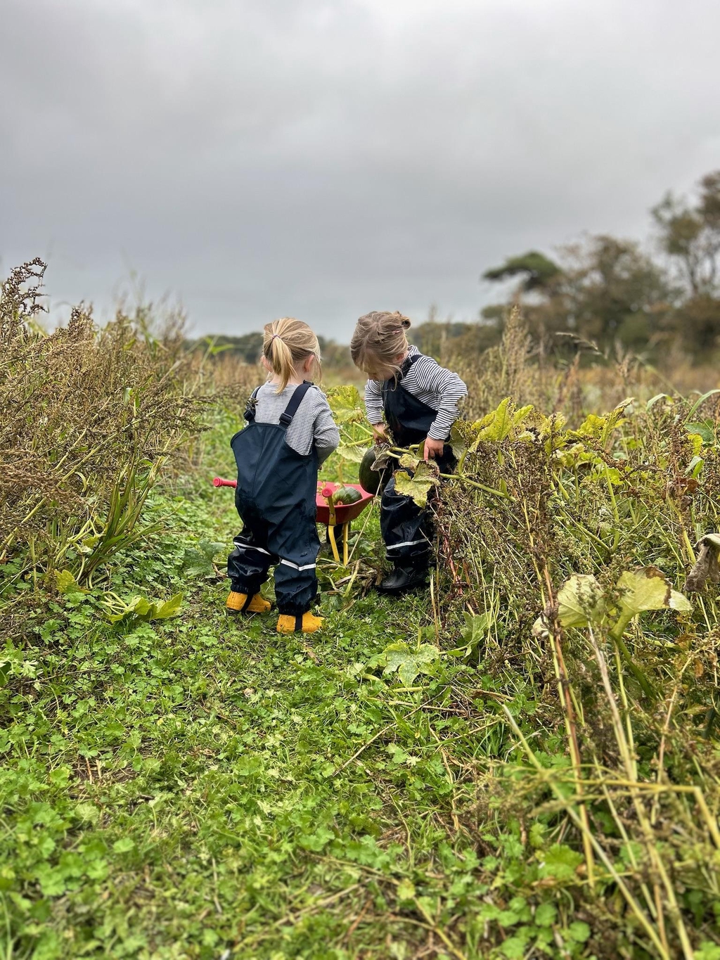 Pumpkin Patch Playtime 
for Little Pumpkins
Westover Farm Pumpkin Patch
Isle of Wight