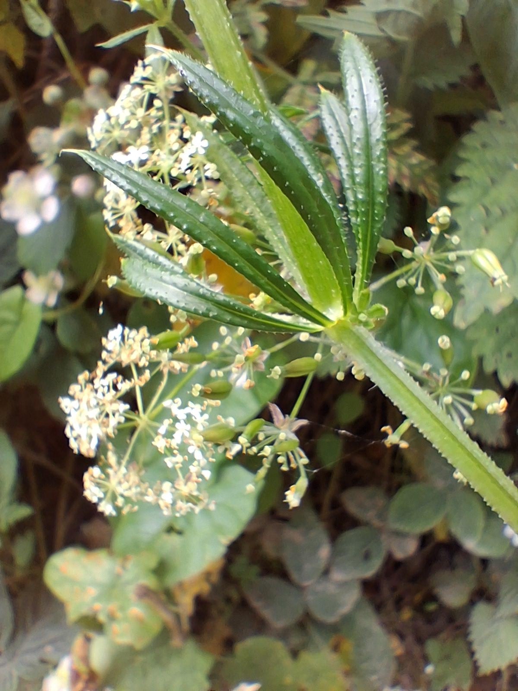 Welcome to MysticMoments Soap. Find the mystic in every moment.