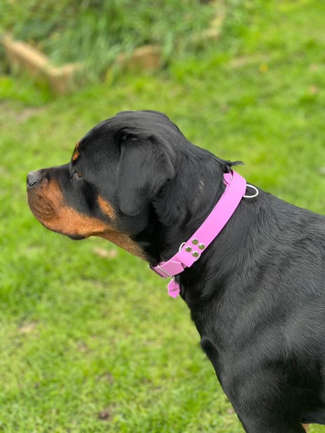 Des accessoires canins pensés avec passion 🐾