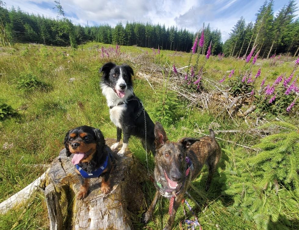 Dog walking service in Naas Co. Kildare