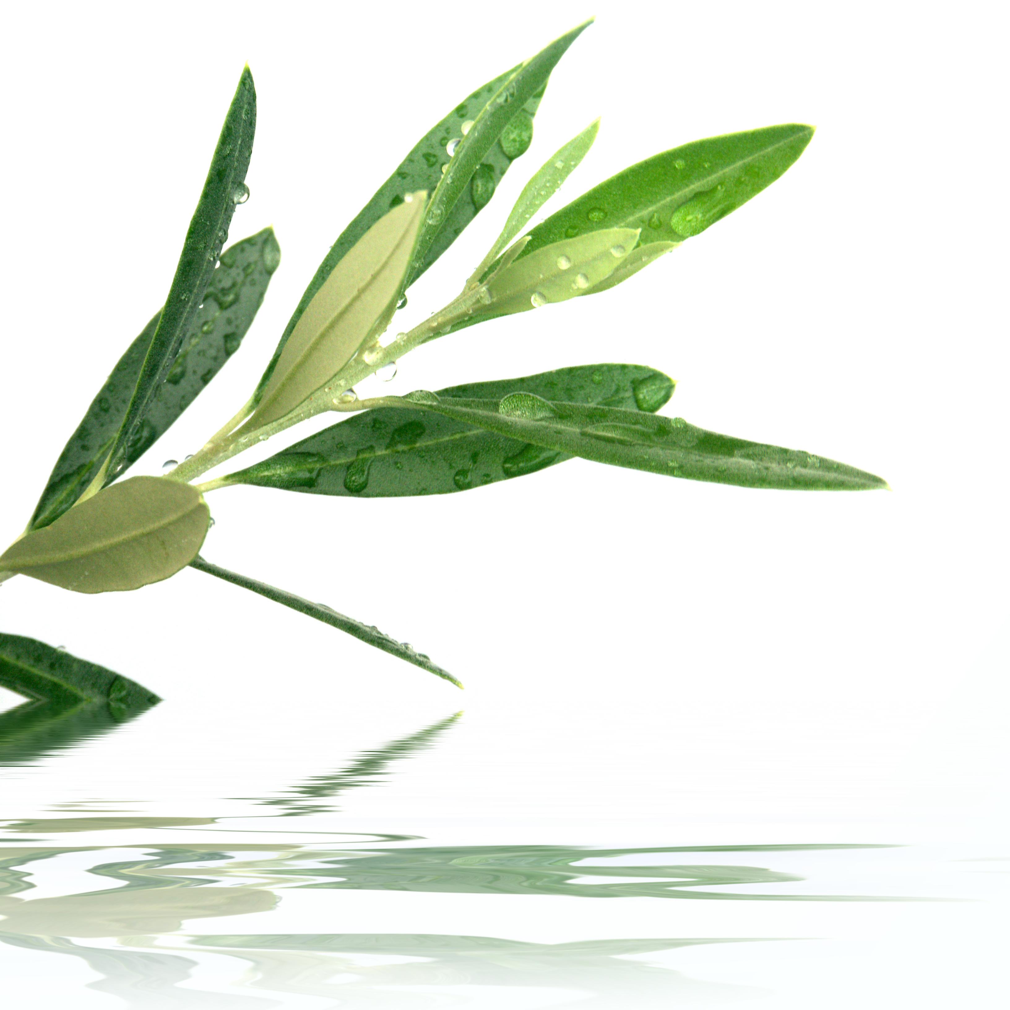 COSMETICI NATURALI ALL'OLIO DI OLIVA