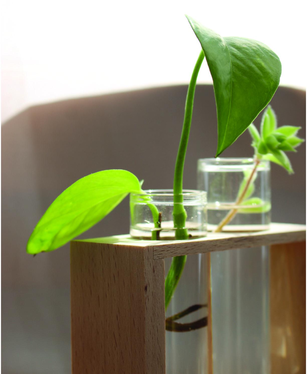 Pour les plantes