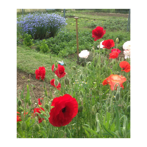 mon jardin potager Annelyse Création 