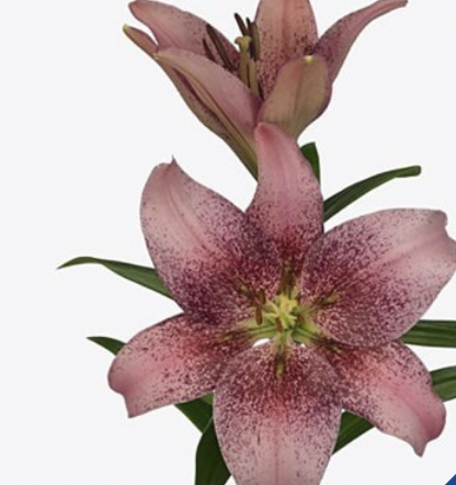 product_list_image_cover