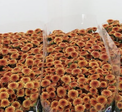 product_list_image_cover