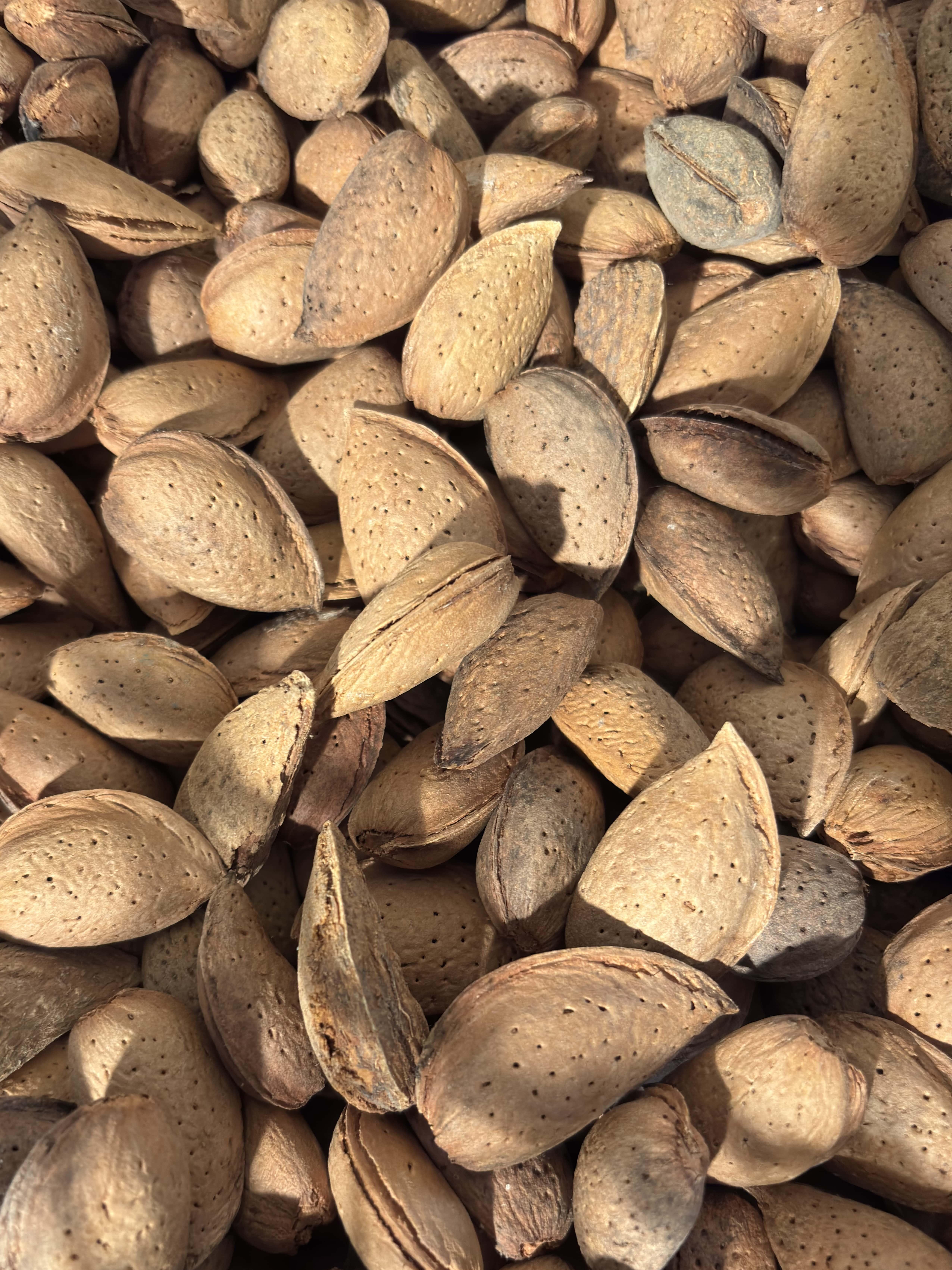 Amandes en coques de la SAS Les Amandes de Pithiviers