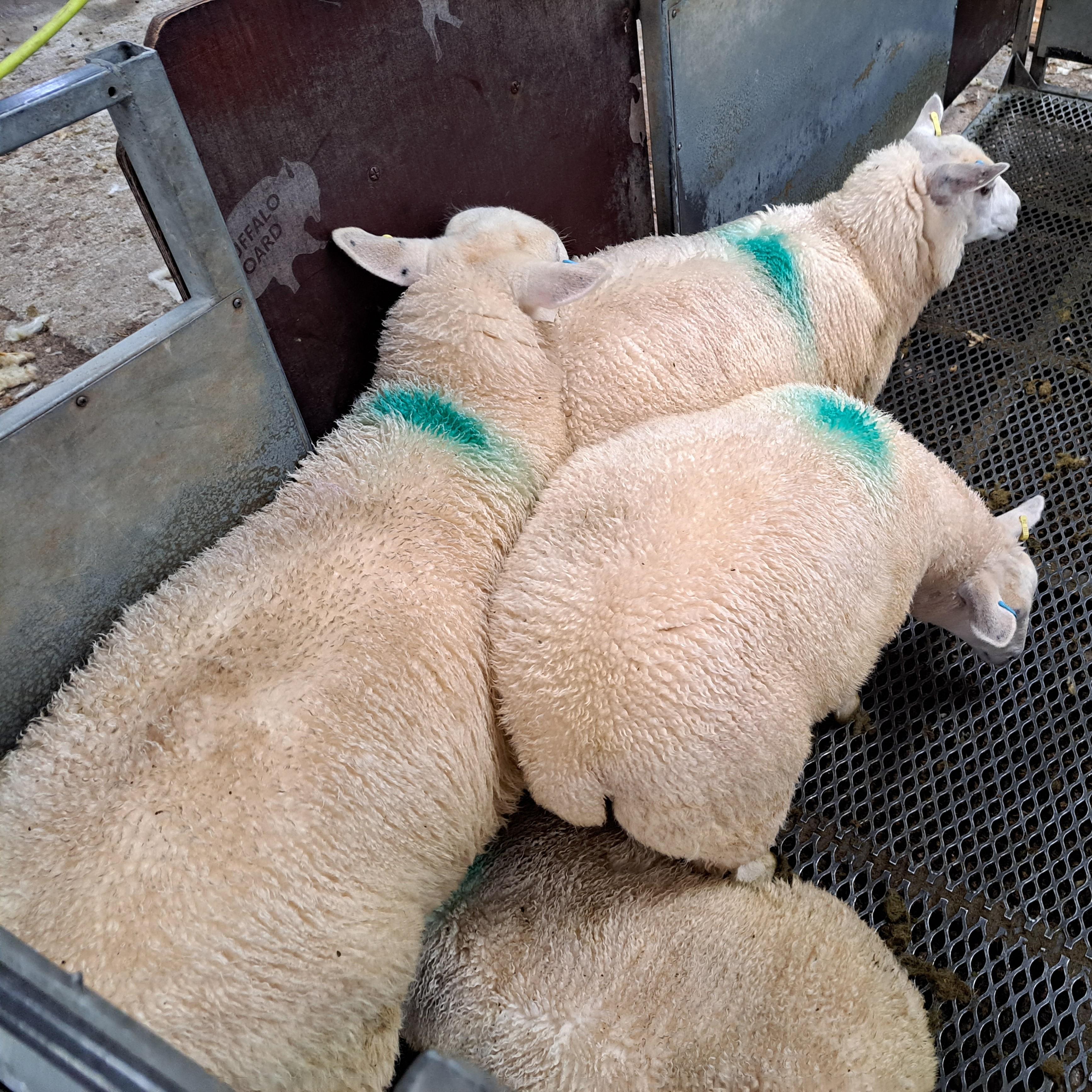 Dinas Island Wool