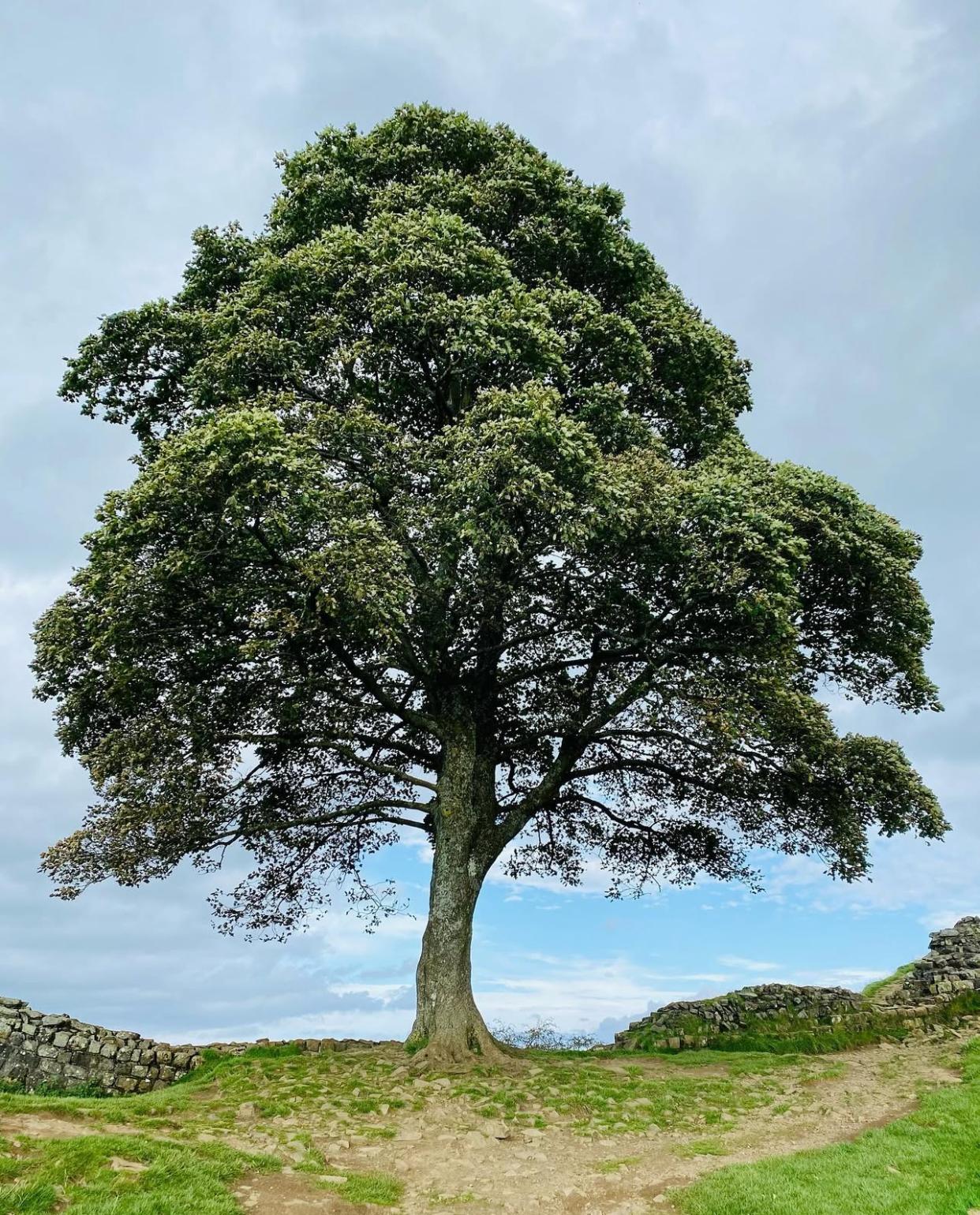 Sycamore Gap Tree