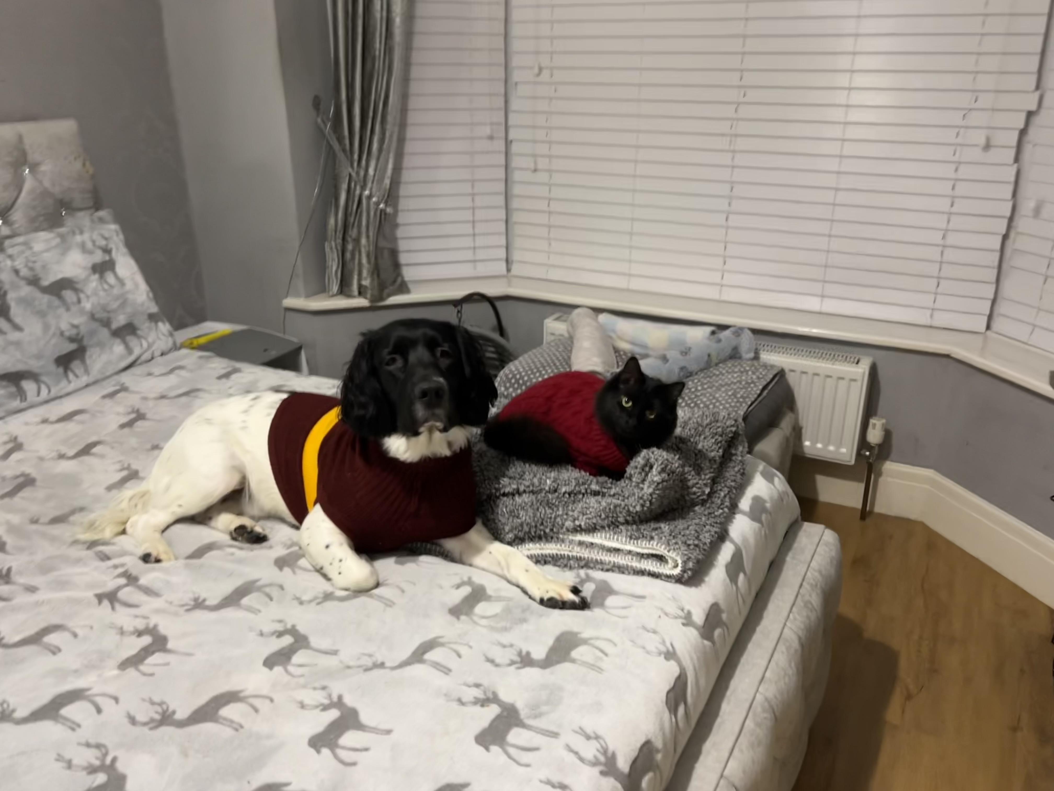 My fur babies - dog and cat